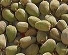 amandes,saisons,août,septembre,octobre,novembre,amandier,culture,champs d'amandiers,traitement et taille de l'amandier